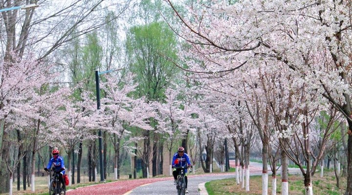 【公园赏花】赏花游园 开启春日好时光
